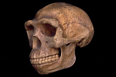   Homo erectus