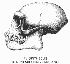 http://evolv.ho.ua/Ancient1/Ludi/Pliopithecus_files/pliopithecus.gif