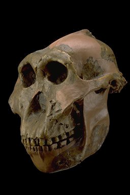  5 -    Australopithecus boisei