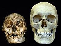  Homo floresensis      