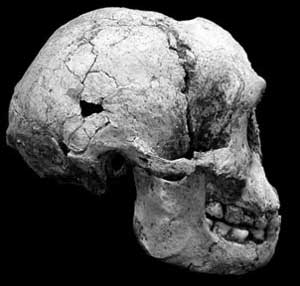  Homo floresensis,  