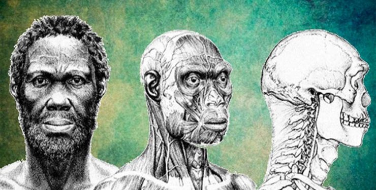 Человек разумный, эволюция человека, ранние Homo sapiens, Афарский треугольник, палеоантропология, древние окаменелости, анатомические особенности, взаимодействие гомининов, эволюция размера мозга, каменные орудия труда, эпоха плейстоцена