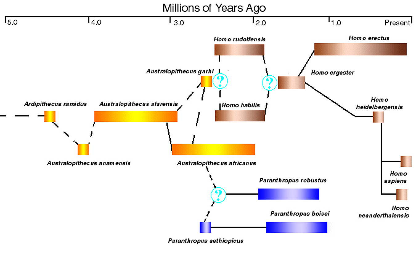 Схема эволюции семейства гоминид