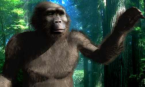    http://www.archaeologyinfo.com/australopithecusrobustus.htm