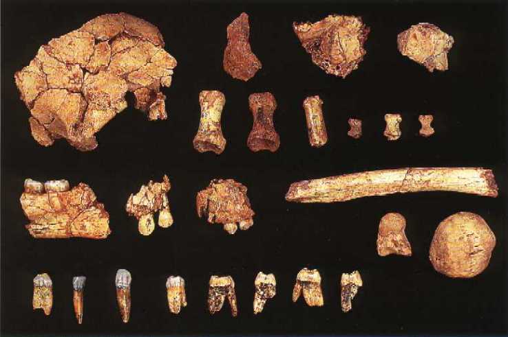    http://www.paleontologiaumana.it/Homo_antecessor.htm