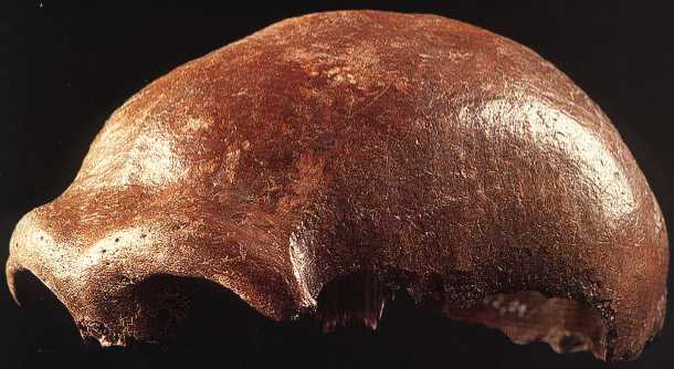     http://www.msu.edu/~heslipst/contents/ANP440/images/Neanderthal_1_langle.jpg